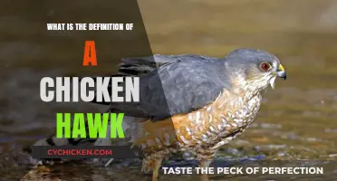 Understanding the Chicken Hawk: Definition, Characteristics, and Behavior Explained