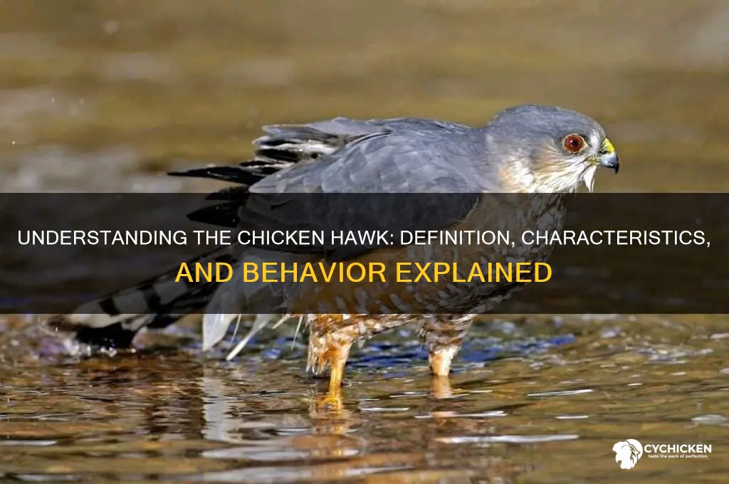 what is the definition of a chicken hawk