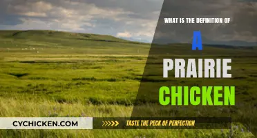 Understanding the Prairie Chicken: Definition, Habitat, and Unique Characteristics