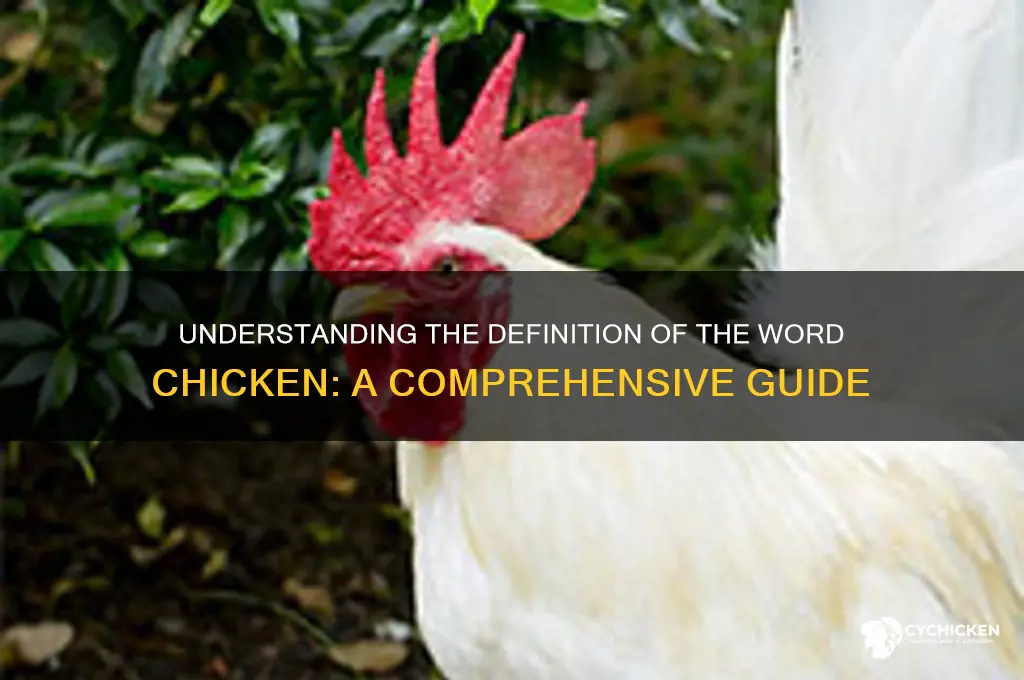 what is the definition of the word chicken