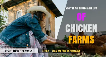Understanding the Depreciable Life of Chicken Farms: A Comprehensive Guide