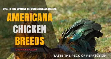 Ameraucana vs. Americana Chickens: What's the Difference?