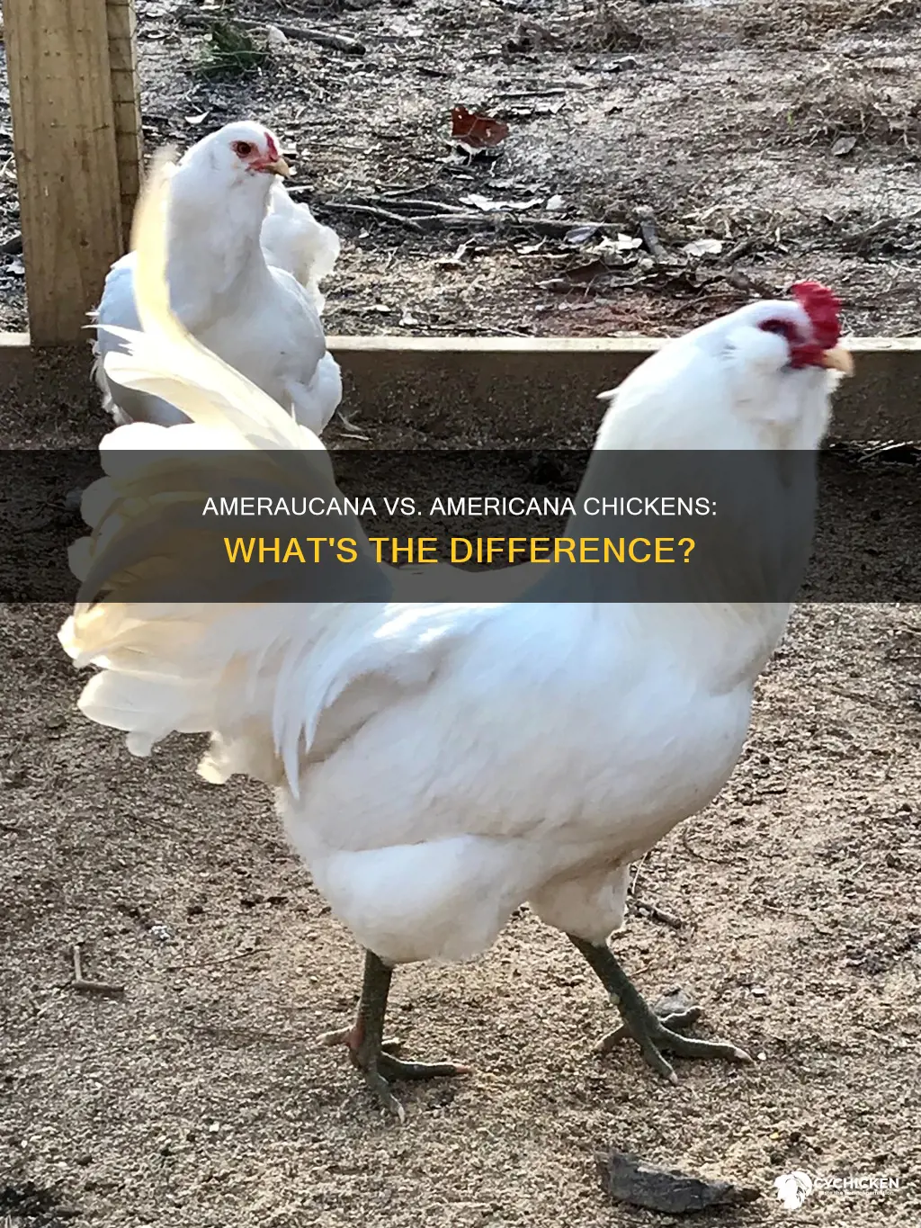 what is the diffence between ameraucana and americana chicken breeds