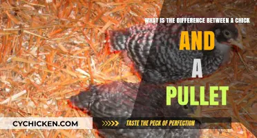 Chicks vs Pullets: Understanding the Difference