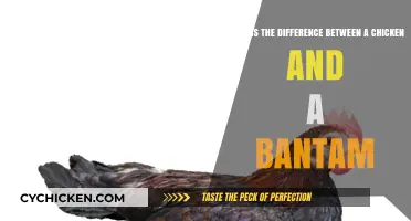 Chicken vs Bantam: Size and More