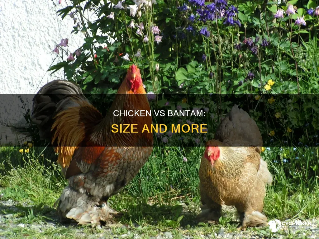 what is the difference between a chicken and a bantam
