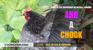 Understanding the Chook: Chicken or Not?