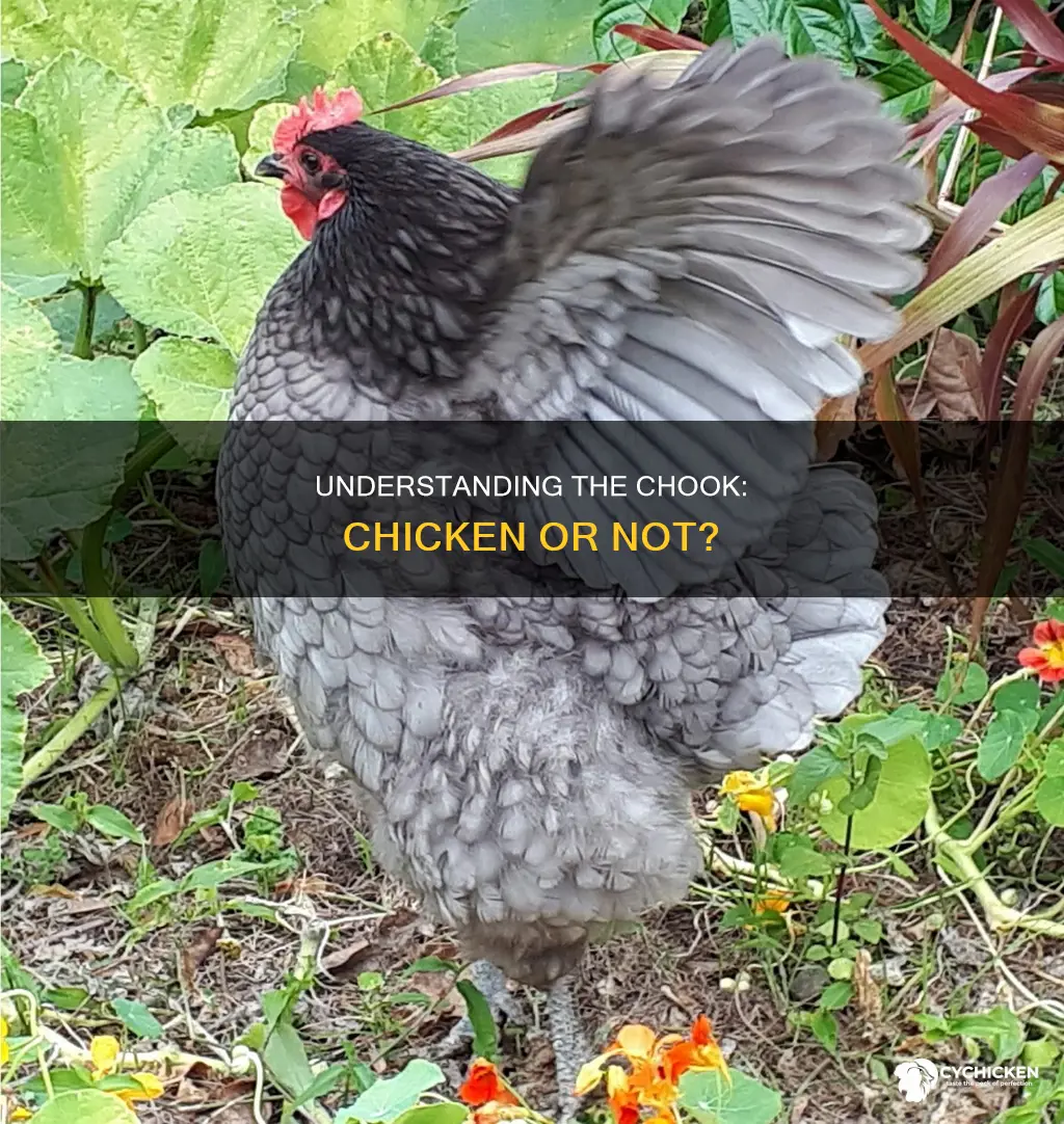 what is the difference between a chicken and a chook