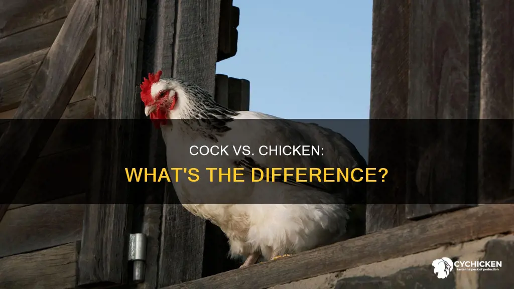 what is the difference between a chicken and a cock