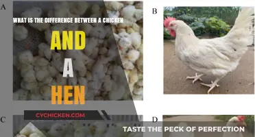 Chicken vs. Hen: Understanding the Difference