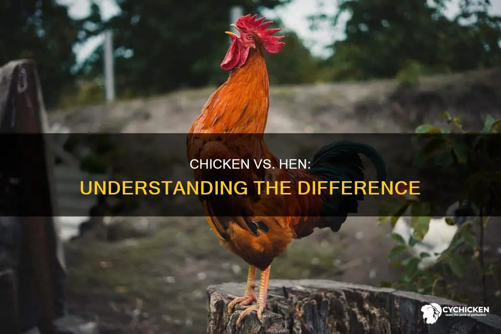 what is the difference between a chicken and a hen