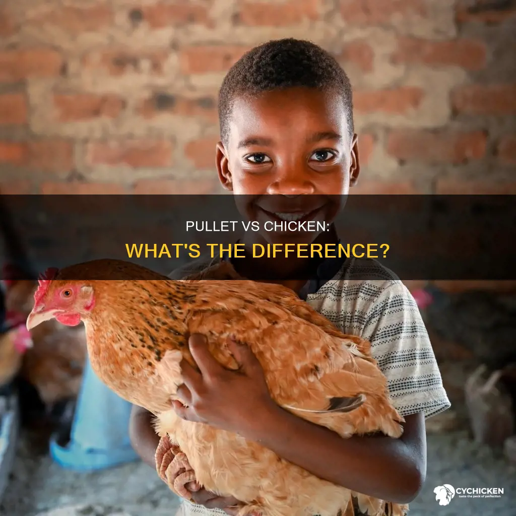what is the difference between a chicken and a pullet