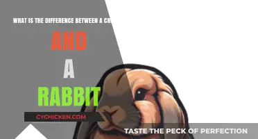 Chicken vs Rabbit: Key Differences Explained