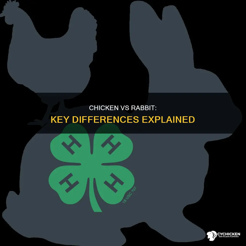 what is the difference between a chicken and a rabbit