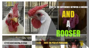 Chicken vs Rooster: What's the Difference?