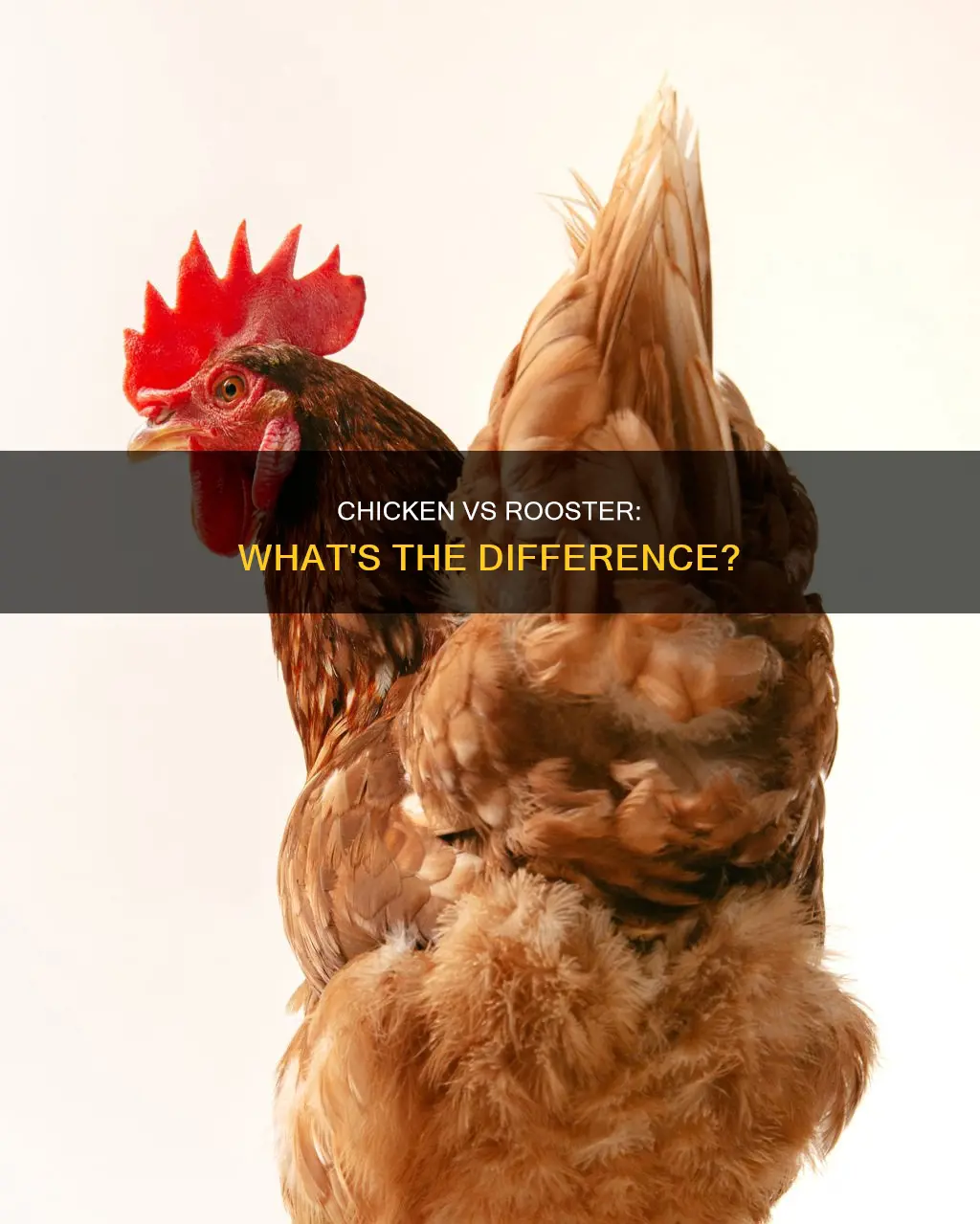what is the difference between a chicken and a rooser