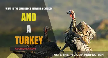 Poultry Pals: Chicken vs Turkey Traits