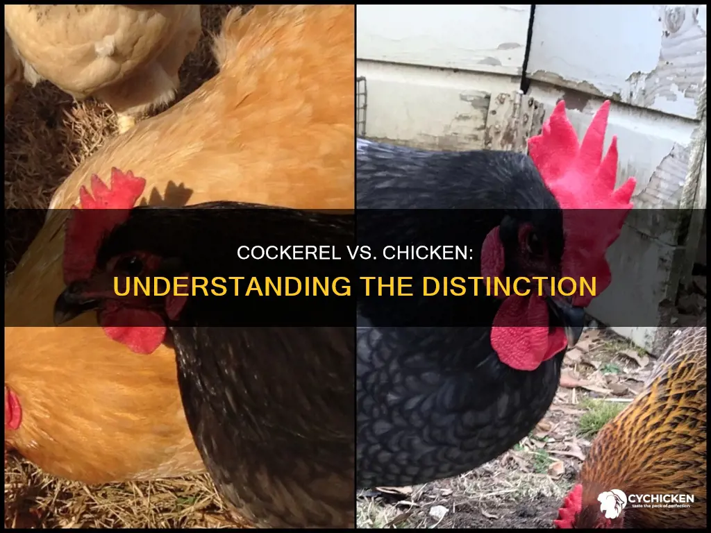 what is the difference between a cockerel and a chicken
