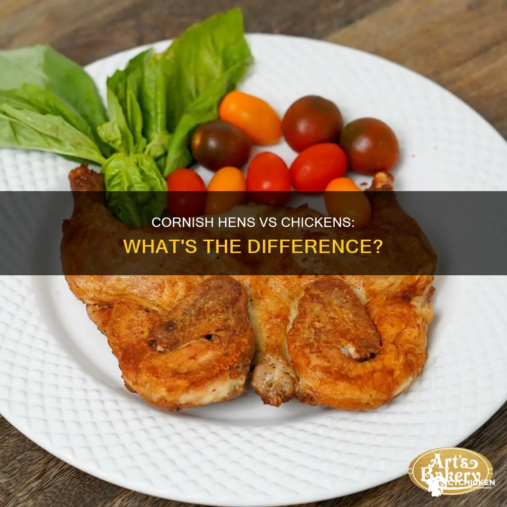 what is the difference between a cornish hen and chicken
