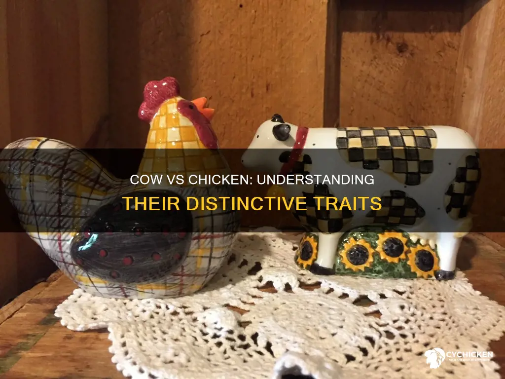 what is the difference between a cow and a chicken