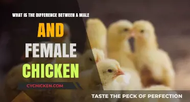 Male vs Female Chickens: What's the Difference?