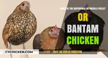 Pullet vs Bantam: What's the Difference?