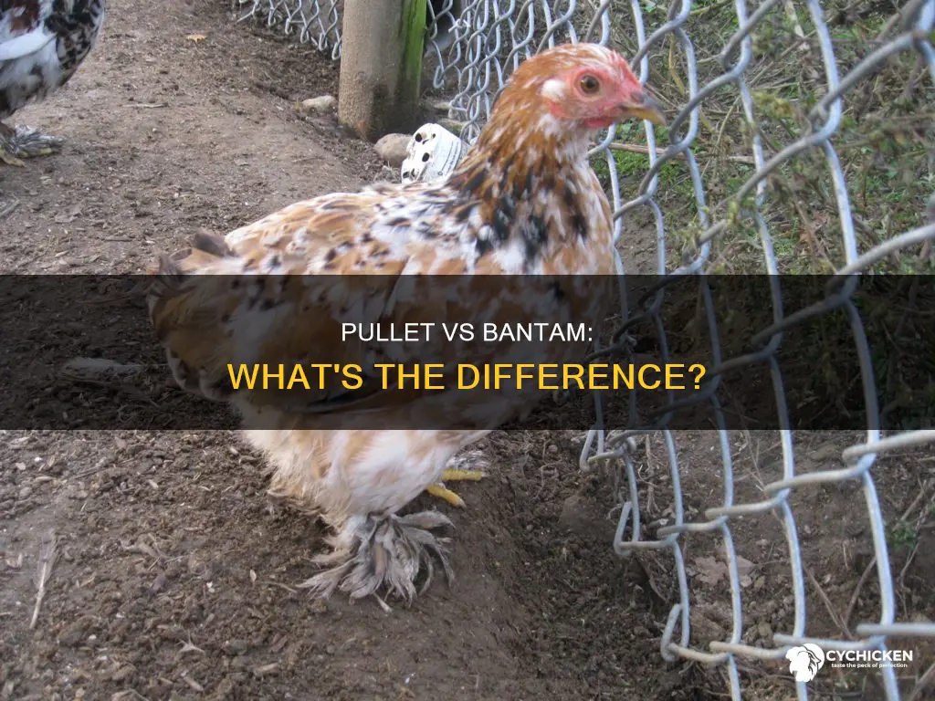 what is the difference between a pullet or bantam chicken
