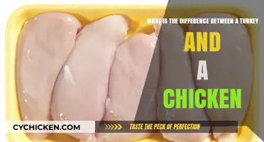 Turkey vs. Chicken: What Sets Them Apart?