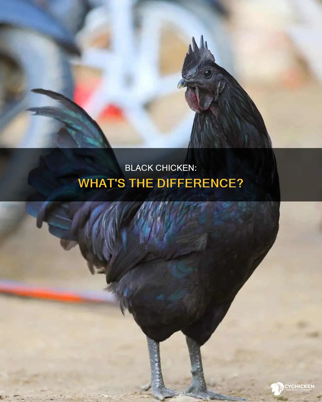 what is the difference between black chicken and regular chicken