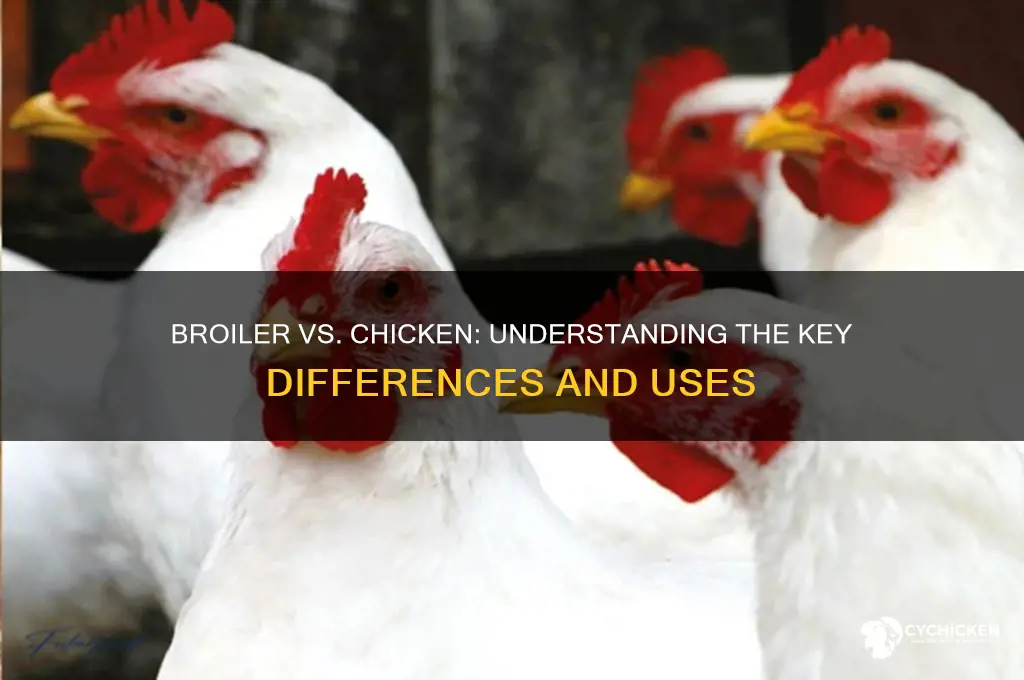 what is the difference between broiler and chicken