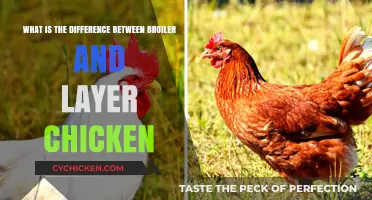 Broiler vs Layer Chicken: What's the Difference?