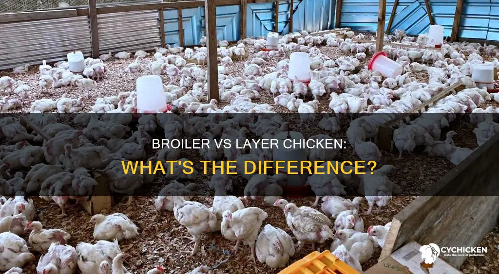 what is the difference between broiler and layer chicken