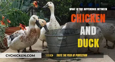 Chicken vs. Duck: Key Differences in Taste, Texture, and Nutrition