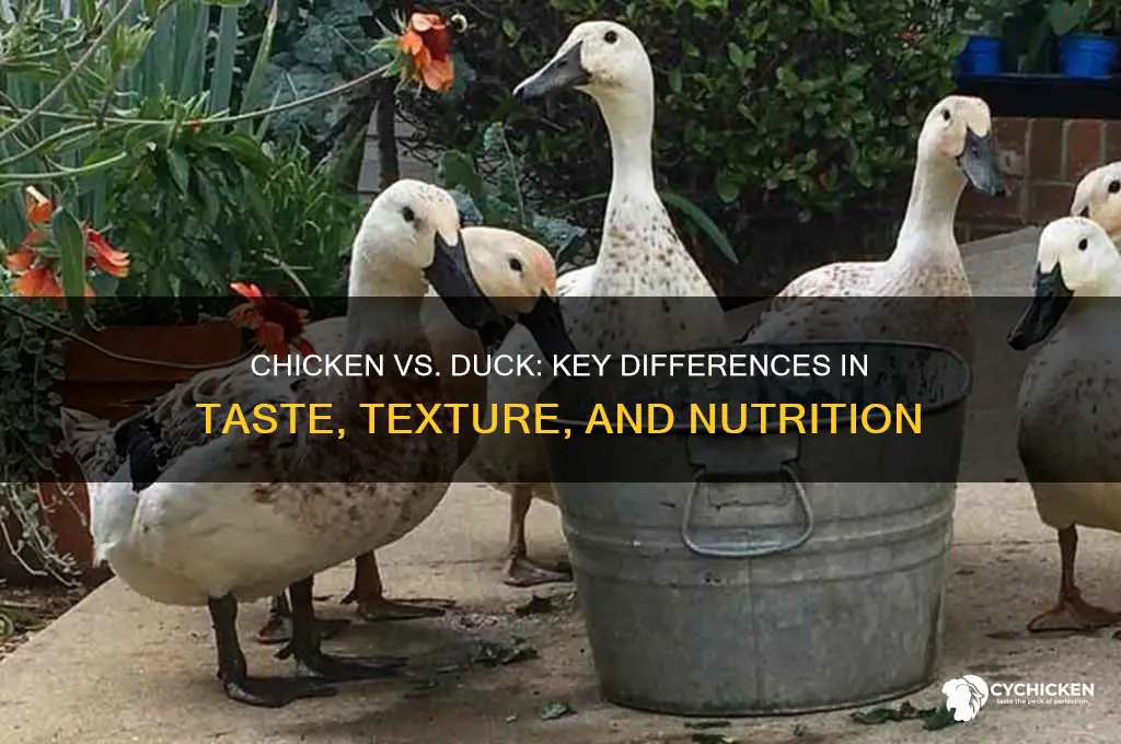 what is the difference between chicken and duck