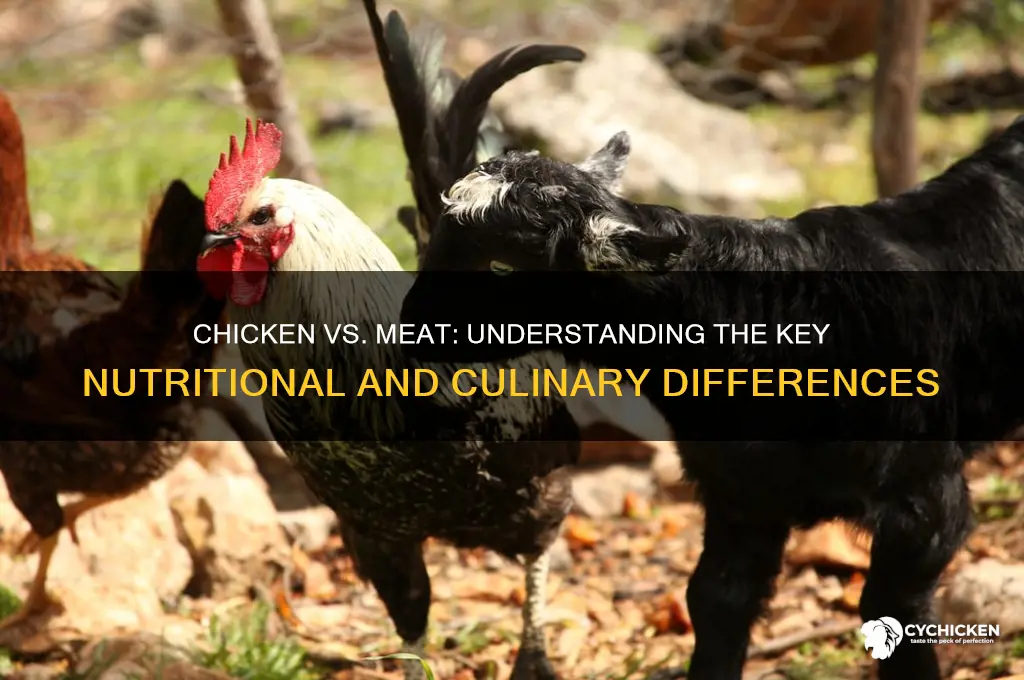 what is the difference between chicken and meat