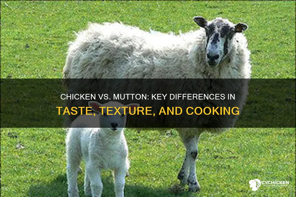what is the difference between chicken and mutton