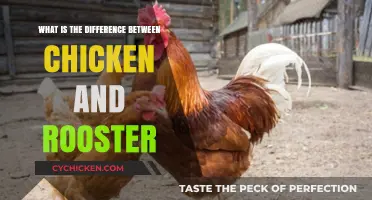 Chicken vs. Rooster: Understanding the Key Differences and Roles