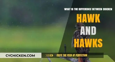 Chicken Hawks: Are They Different from Regular Hawks?