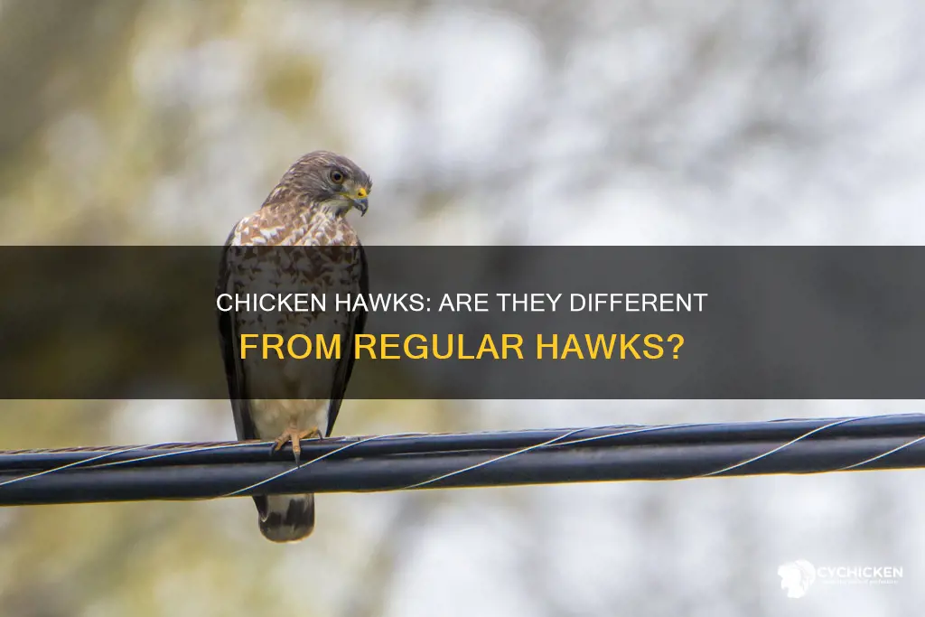 what is the difference between chicken hawk and hawks
