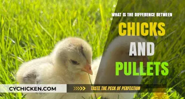 Chicks vs. Pullets: Understanding the Key Differences in Young Hens