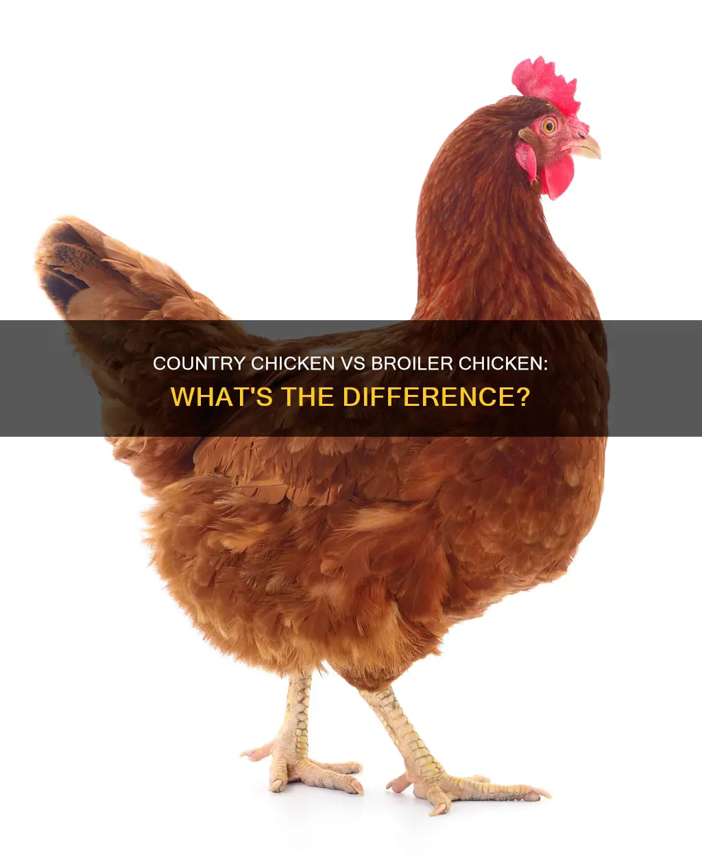 what is the difference between country chicken and broiler chicken