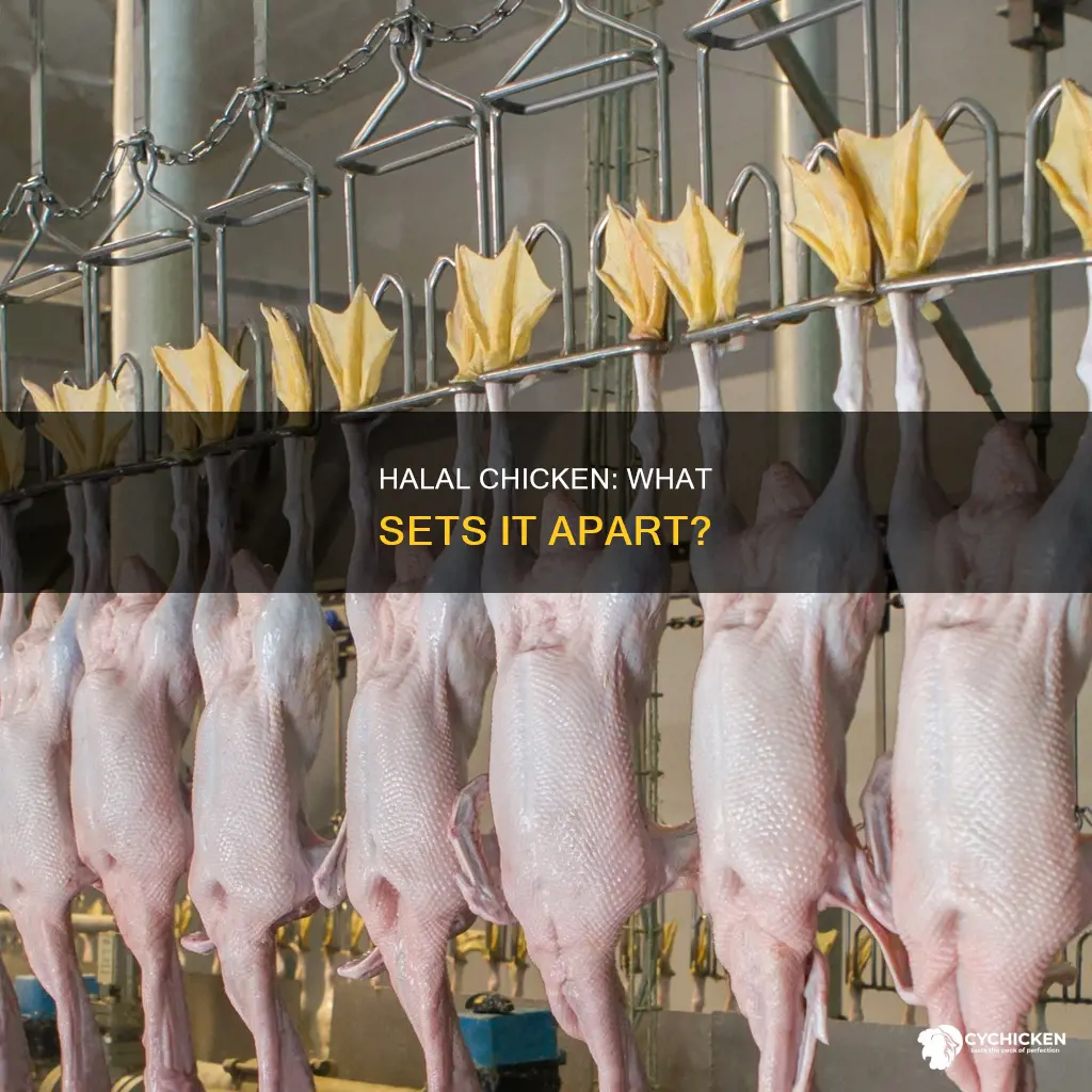 what is the difference between halal chicken and normal