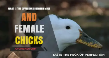 Gender Differences in Baby Chicks