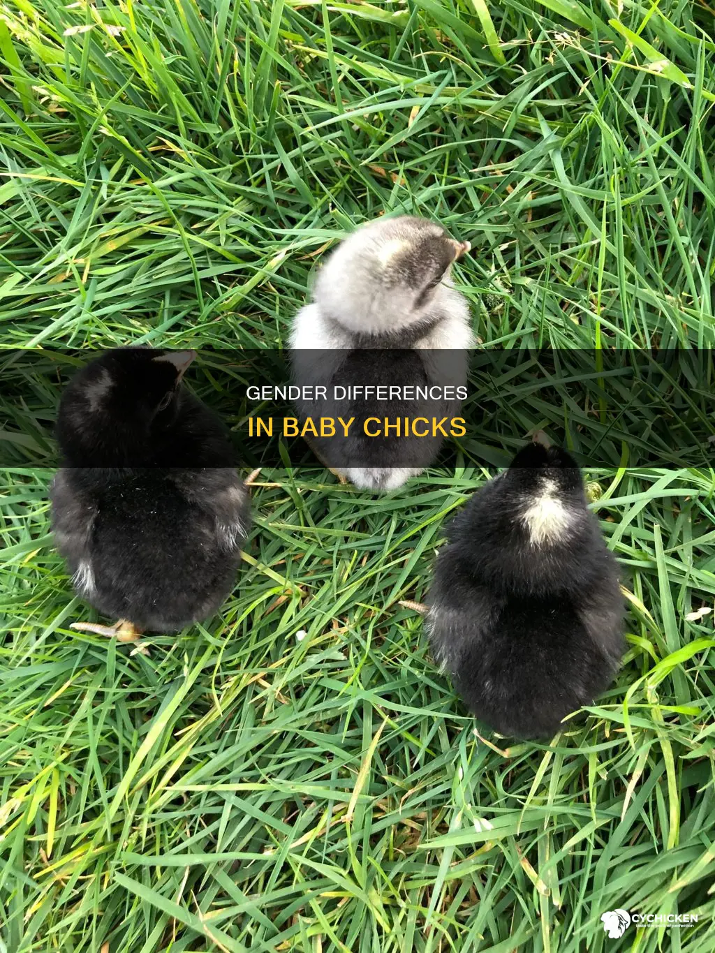 what is the difference between male and female chicks
