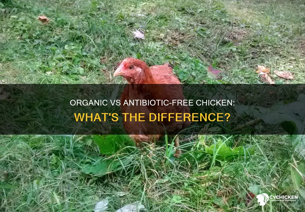 what is the difference between organic and antibiotic free chicken