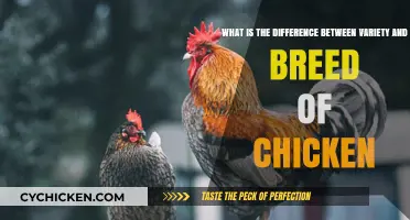 Chicken Varieties and Breeds: What's the Difference?