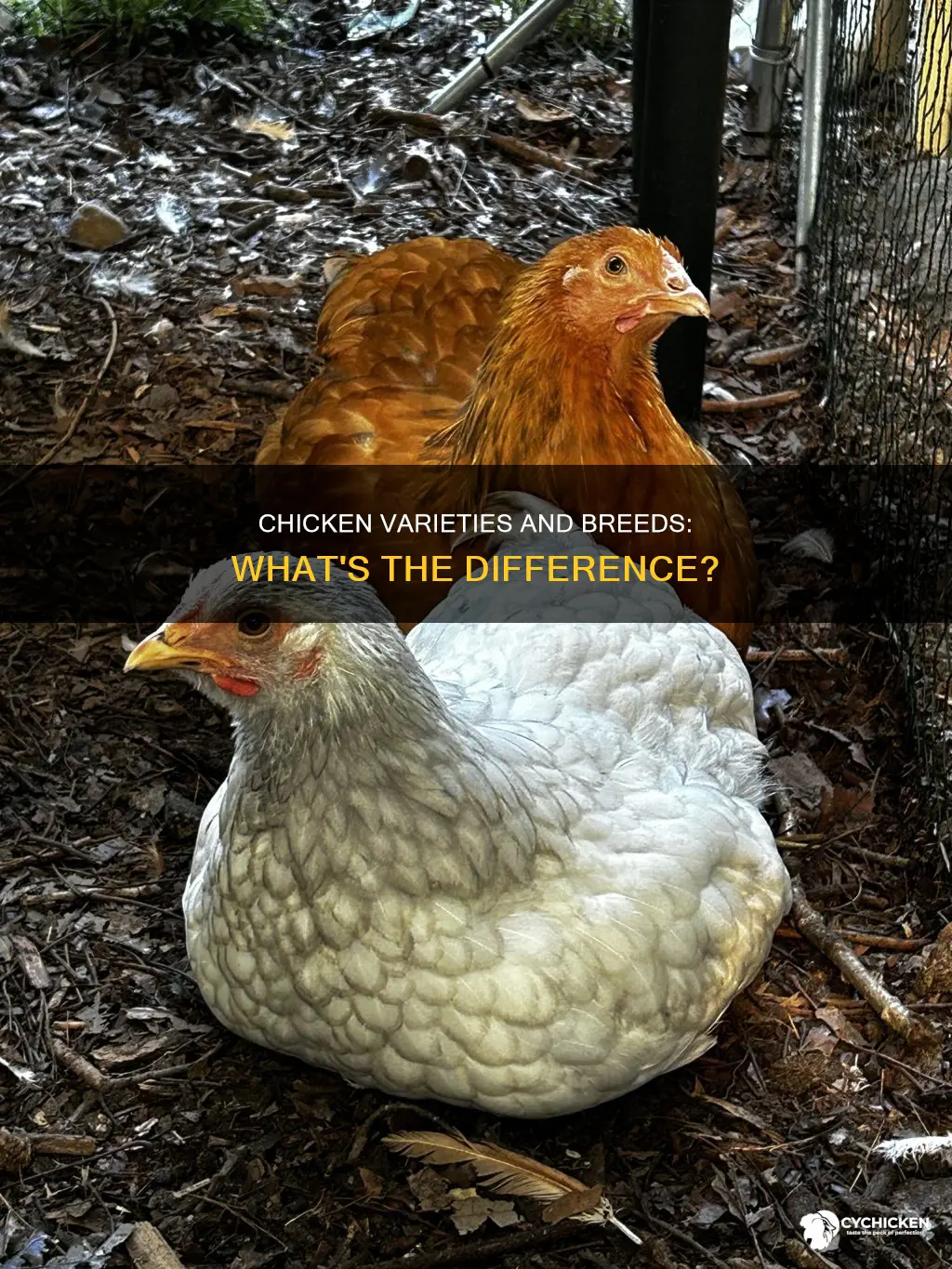 what is the difference between variety and breed of chicken