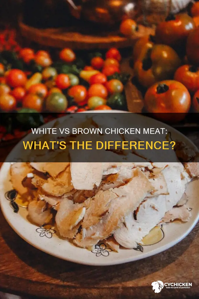 what is the difference between white and brown chicken meat