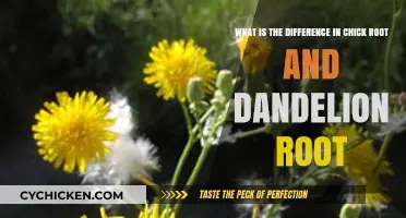 Chickroot or Dandelion: What's the Difference?