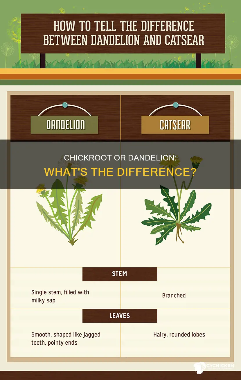 what is the difference in chick root and dandelion root
